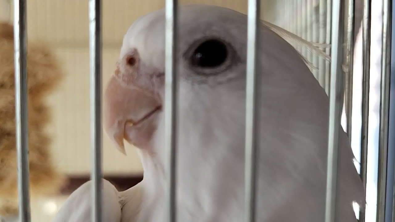 みずぽん一家　にけパパ（勝利／にけ）のおしゃべりロングバージョンを撮ってみた…飼い主の手がプルプル(笑)