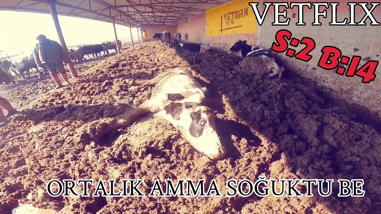 ÇARA YUTMUŞ SOBA YANI BUZAĞI, ÜŞÜMELER, AŞILAMALAR VETFLİX S:2 b:14