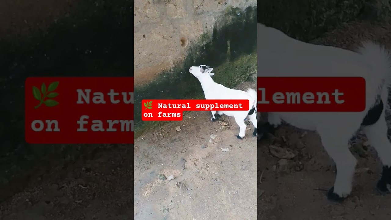 Минералы для коз-лизунцов 🧂🐐#GoatDiet #FarmTips #GoatCare