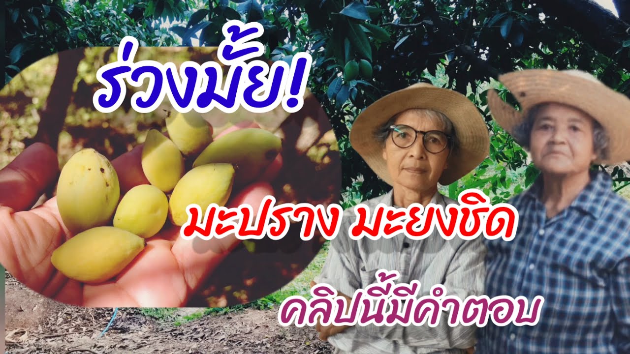 EP.6 มะปราง มะยงชิด ตอน ปัญหา ลูกอ่อนร่วง ยายทำอย่างไร ช่วยแนะที (เอฟซีขอมา)