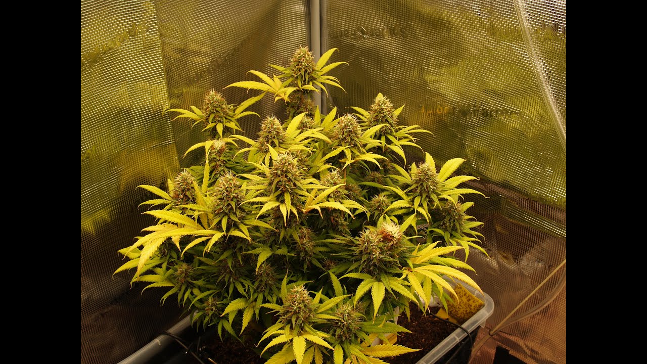 Triple Cheese timelapse from seed to harvest