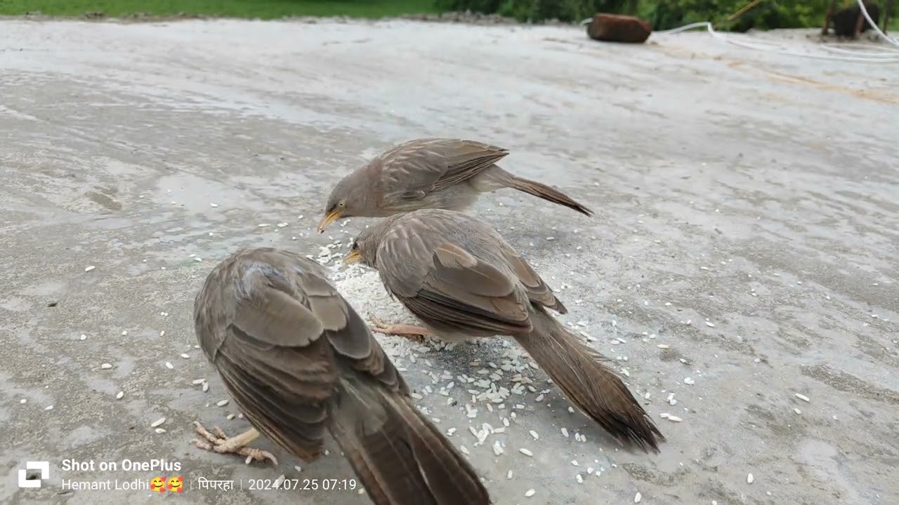 🐥🐤