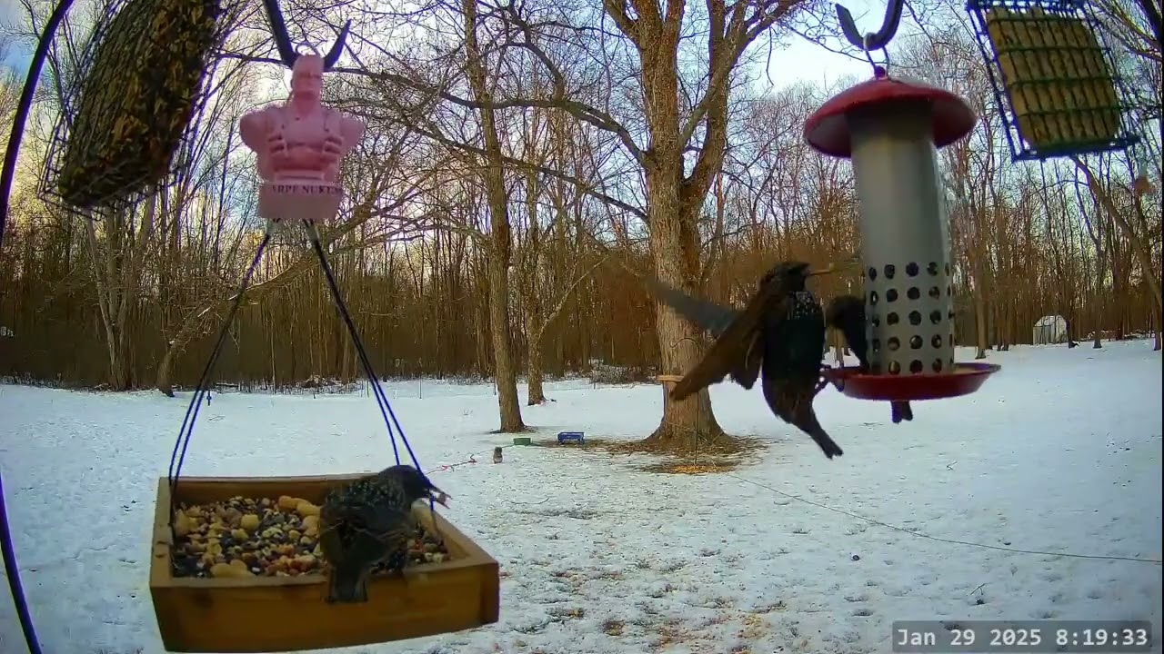 Winter Bird, Deer & Critter Cam 1
