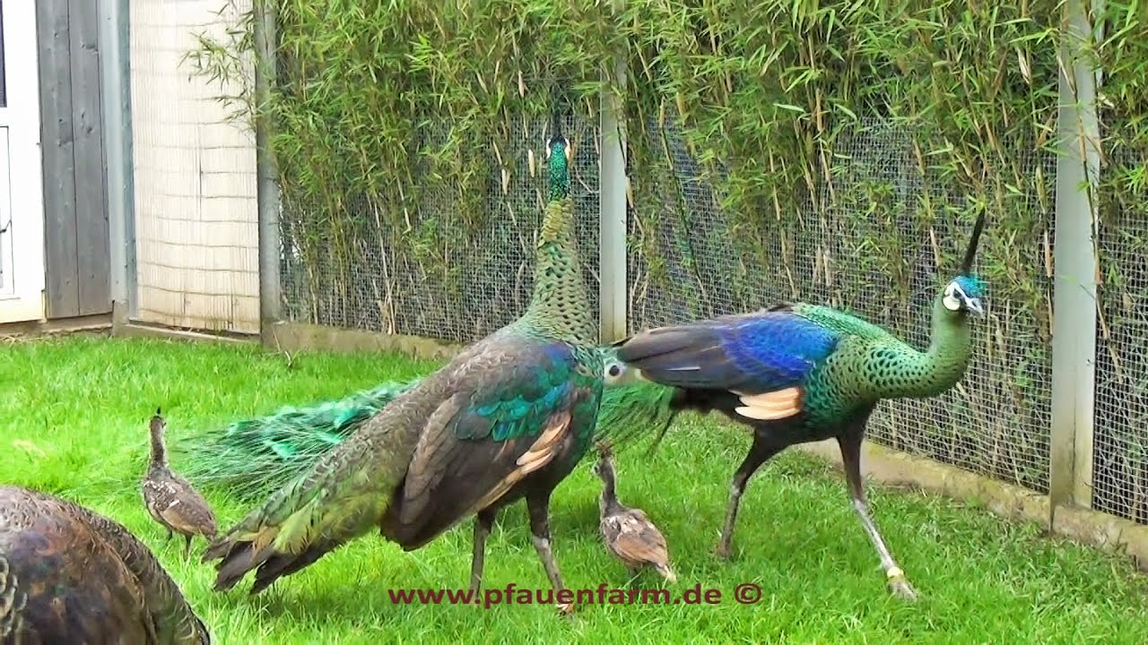 Backsight on breeding season 2016