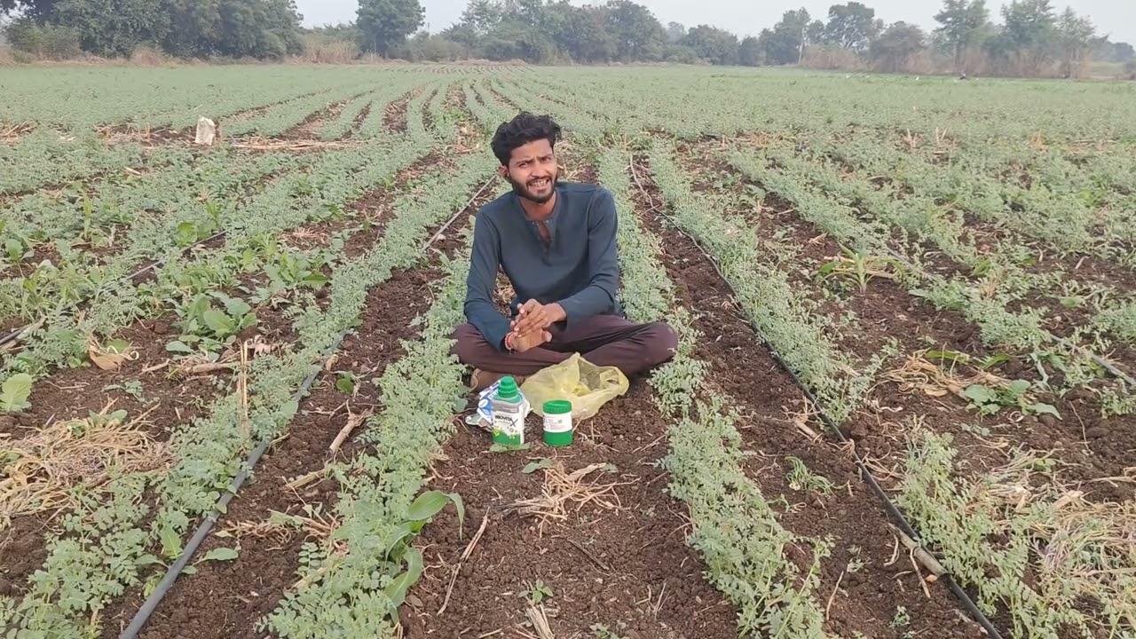  Chane Me Futav Ke Liye Sabse Achcha Spray | Dollar Chana 25&ndash;35 Days Full Guide