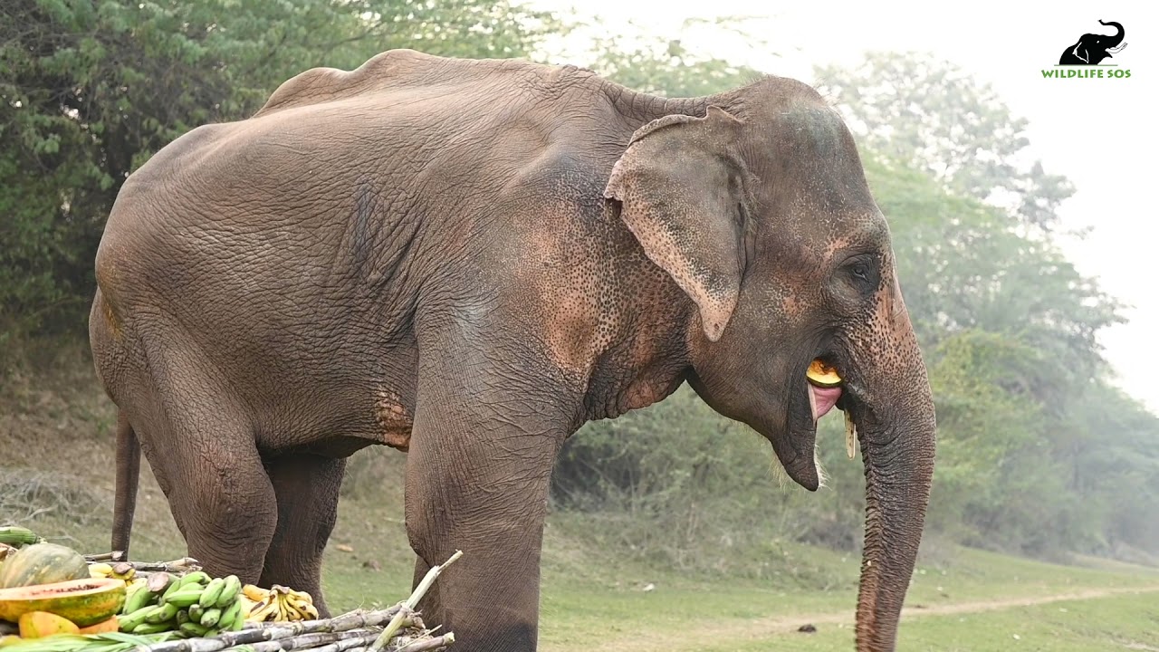 Lakshmi's Welcome Feast At Wildlife SOS