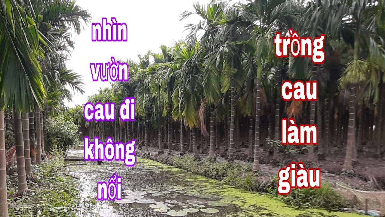 mô hình trồng cau xuất khẩu.  0987737608