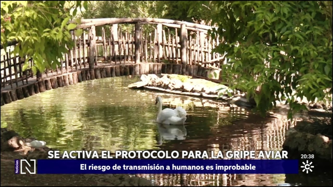 Se activa el protocolo ante los focos de gripe aviar