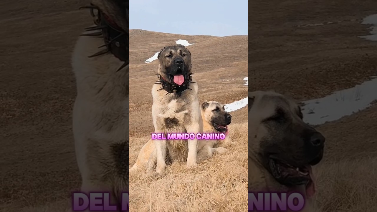 “Kangal vs Mastín Tibetano: Un Duelo Legendario 🐕⚔️”