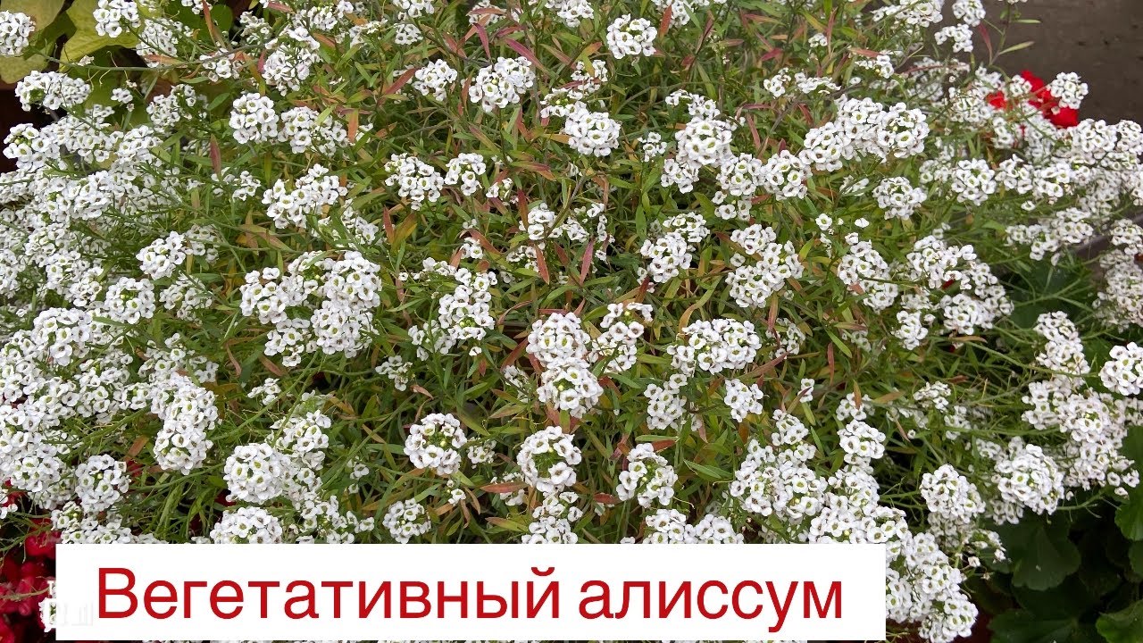 Сохраняю вегетативный алиссум для зимовки двумя способами