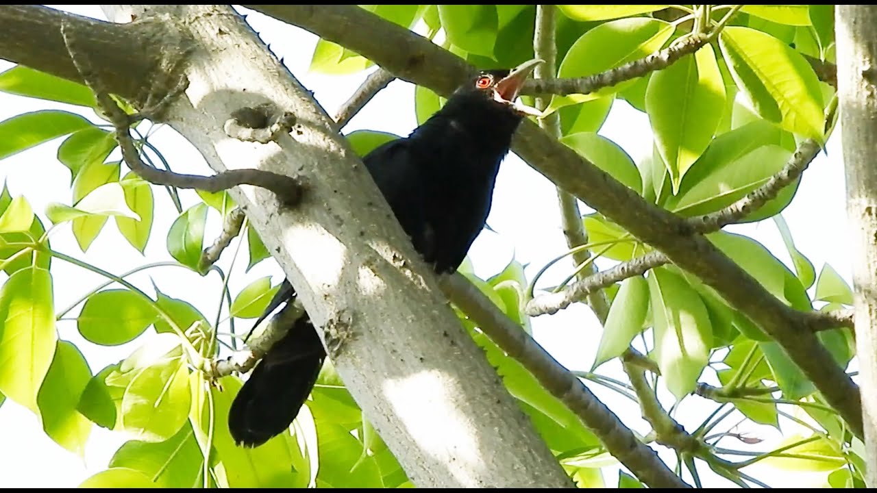 cuckoo bird koyal ki awaaz. कोयल की आवाज .wild cuckoo song