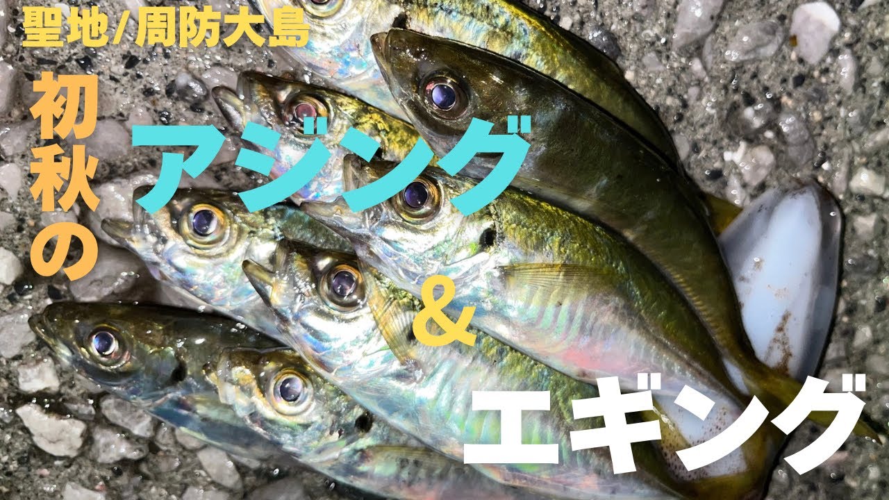 【周防大島】初秋の周防大島でアジング&エギング釣行！！