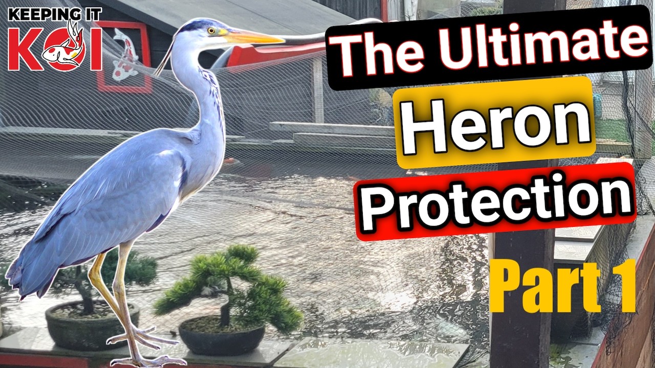 How to Protect You Ponds From Herons
