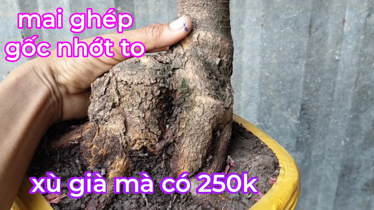 Gl mai phôi gốc nhớt liền cốt 0795995758 