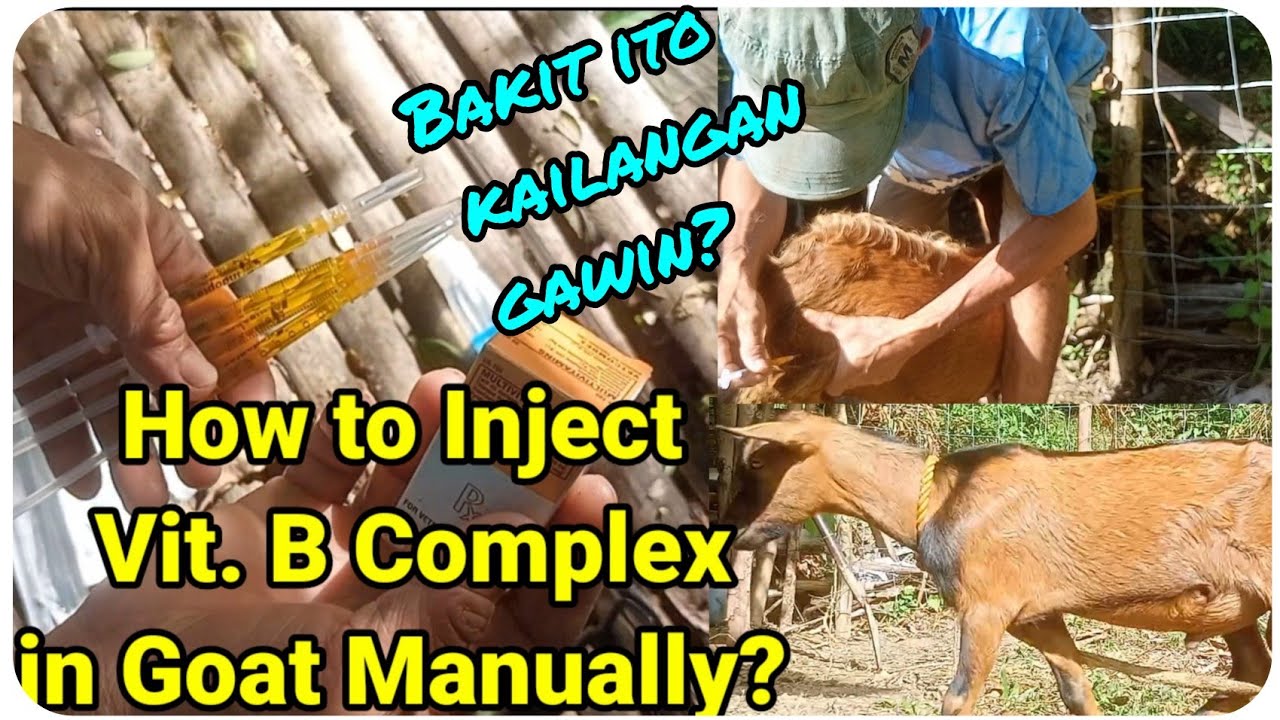『Paano Mag injection ng Vitamin B Complex sa Ating mga Kambing?』〘DIY Alone〙