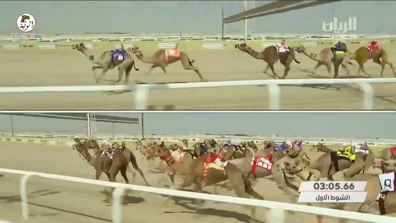 الشوط 1 شلفة (شواهين) لـ محسن علي آل سرحان المري 5:59 , مهرجان أمير البلاد 2022/3/20 حقايق الشحانية