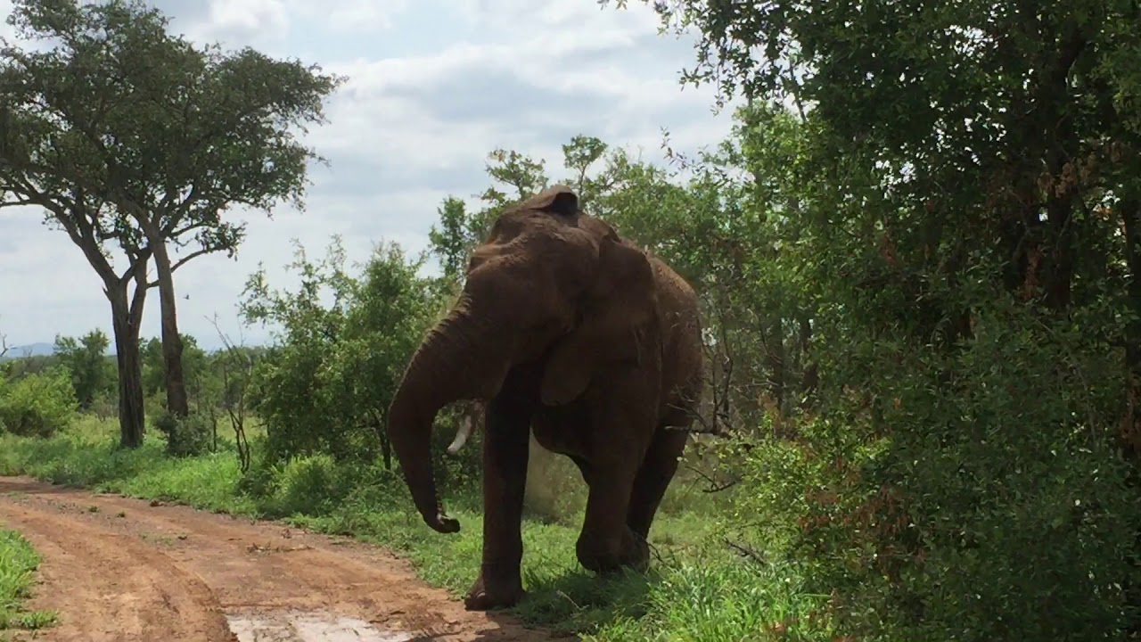 Angry African Bull Elephant Charges Jeep