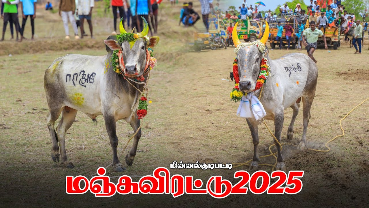 #மின்னல்குடிபட்டி_மஞ்சுவிரட்டு_2025_
