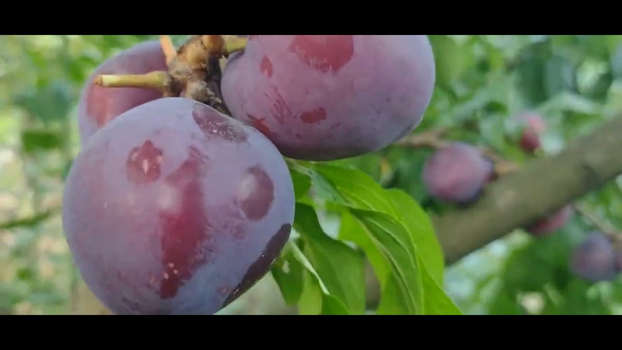 Prune cu maturare extra timpurie