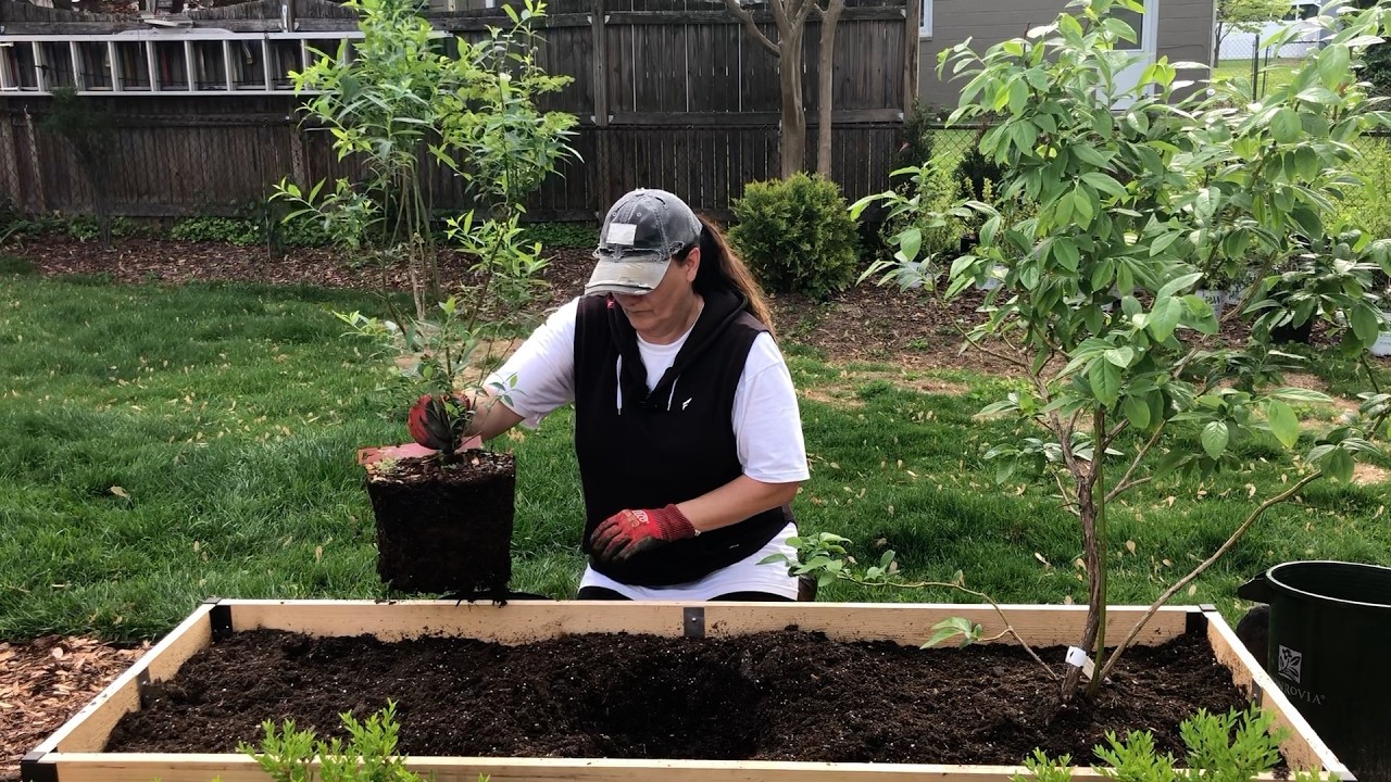 FINALLY Filling The Raised Beds & Planting Blueberry Bushes 🫐 🫐 🫐 // Dirt and Dish