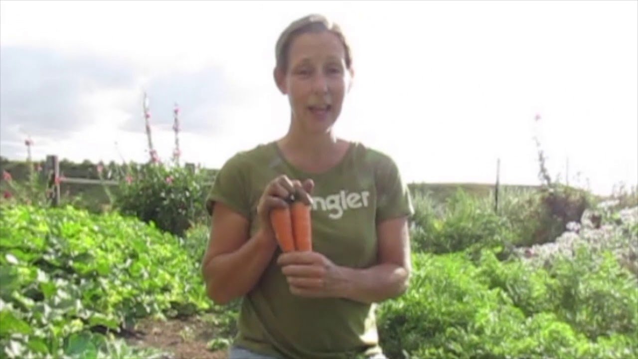 Ew! What's Eating My Carrots?- Battling Carrot Rust Fly Maggot