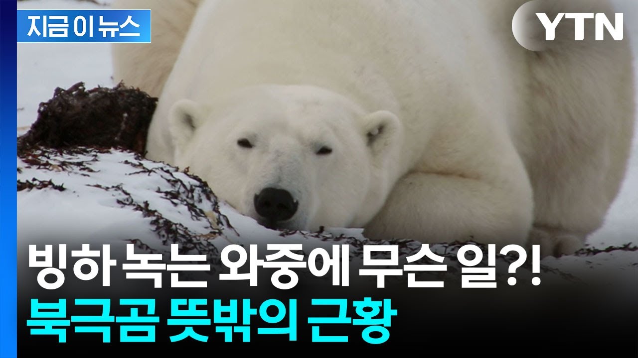전문가 예측과는 달랐다...북극곰 반전 근황 [지금이뉴스]  / YTN
