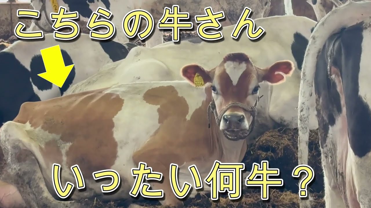 【激レア！？】こちらの牛さん、いったい何牛？
