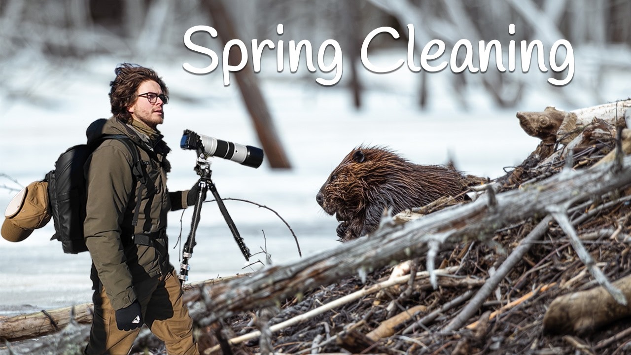 Photographing Beavers in Early Spring