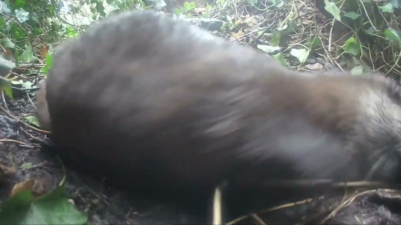 Mary giving the cam a head bop 🦦