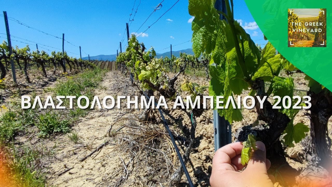 #Βλαστολόγημα #Αμπελιού (#θερινό_κλάδεμα) | Πότε, Πως Και Γιατί Πρέπει Να γίνεται!