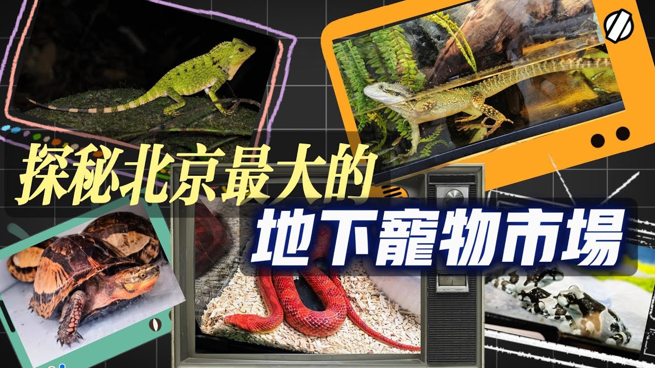 公開售賣國家二級保護動物？探秘北京最大的地下寵物市場，有哪些小眾異類爬寵
