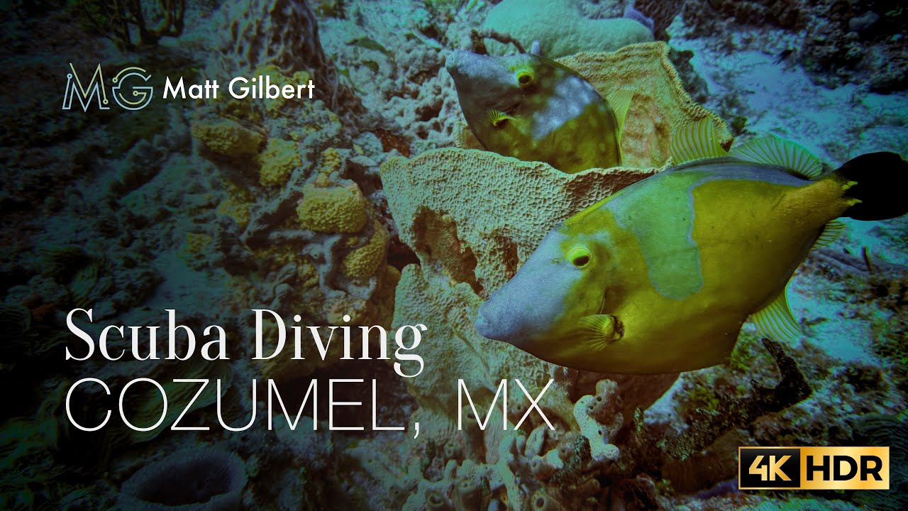 Amazing encounters diving Cozumel - 4k HDR - Feb. 2025