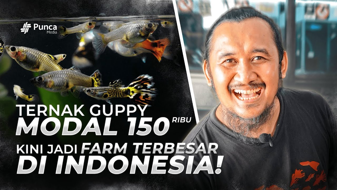 CARA BUDIDAYA IKAN GUPPY HANYA DENGAN MODAL 150RB, CEPAT BERANAK DAN BERKEMBANG BIAK AUTO CUAN!