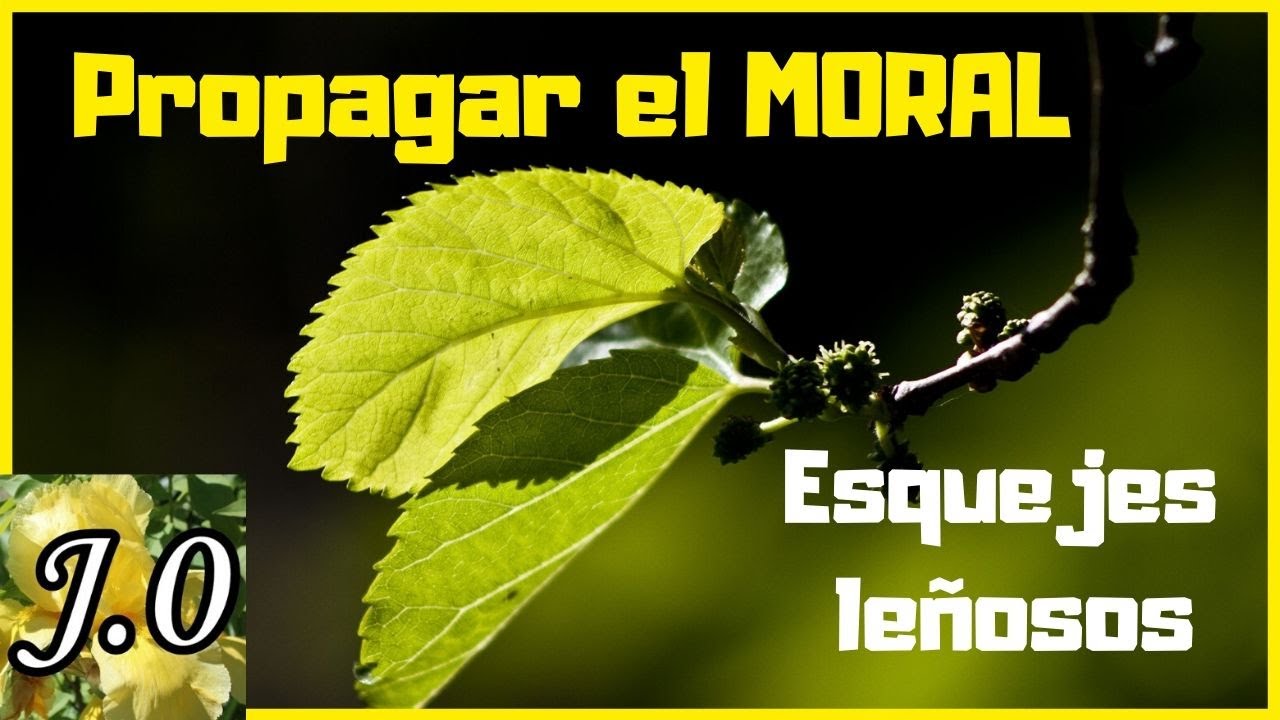 Cómo esquejar el moral [Morus nigra] a finales de invierno 🌳