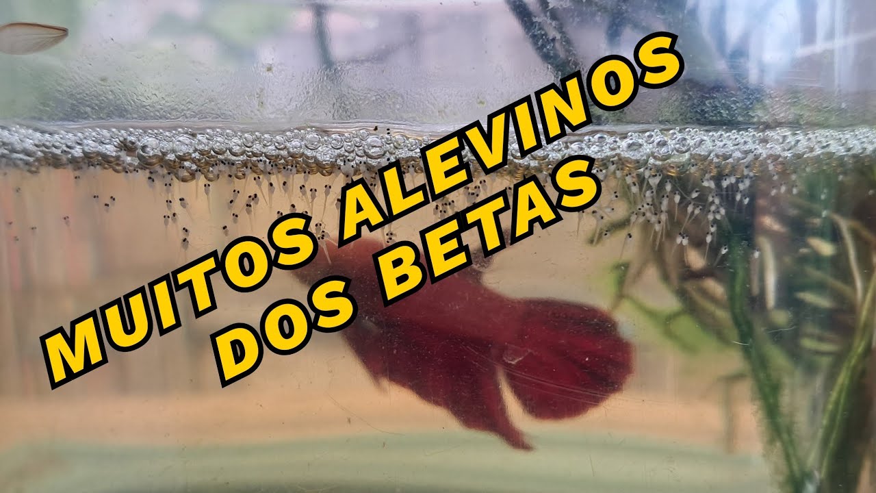 MUITO ALEVINOS DAS NINHADAS DOS BETAS, PROJETO LINHAGEM