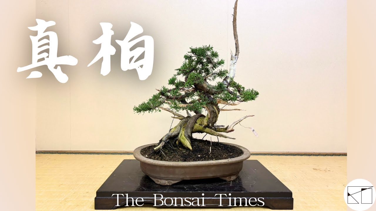 【真柏】隠れていた躍動感のあるシャリ芸の表現。
