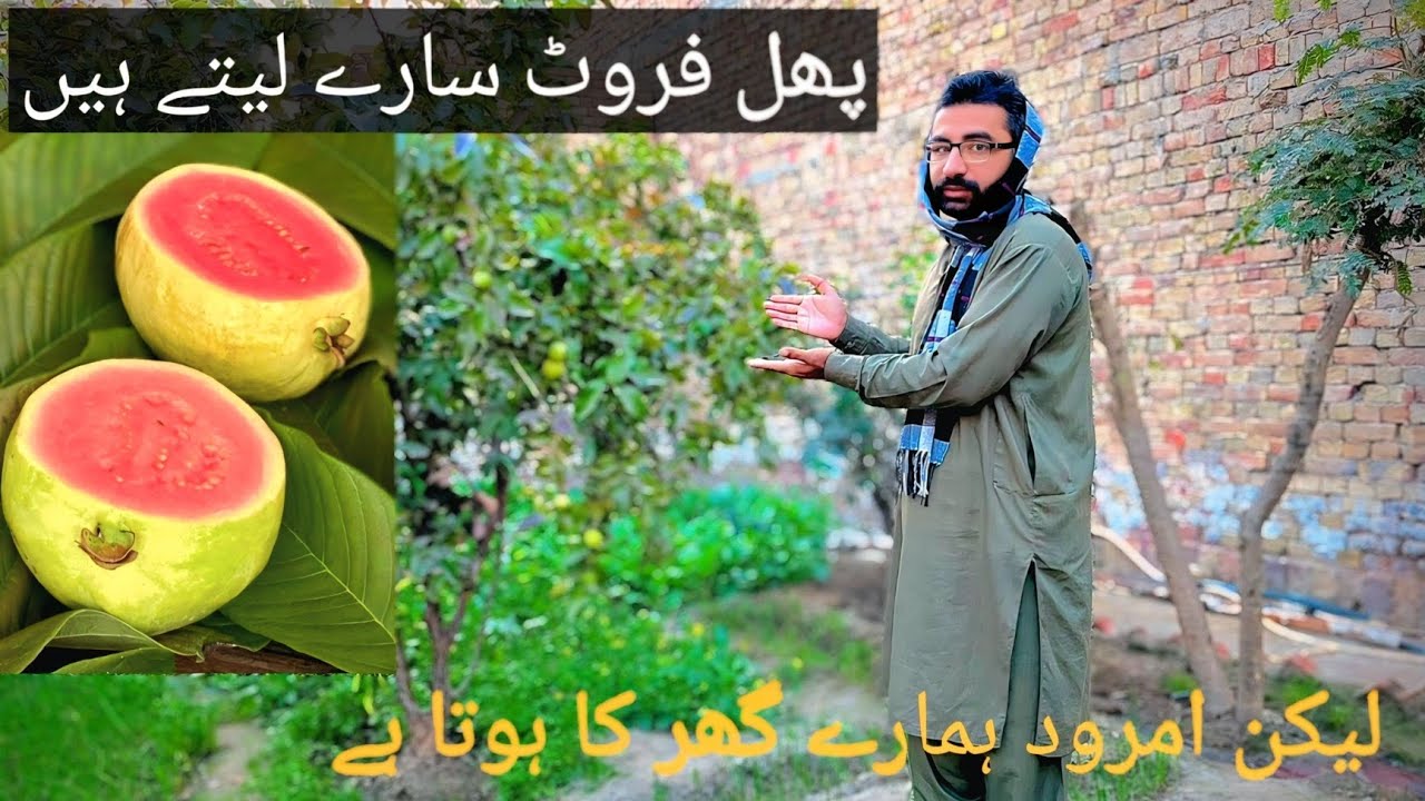Fruit sare Lete Hain lekin amrud Ham Nahin lete