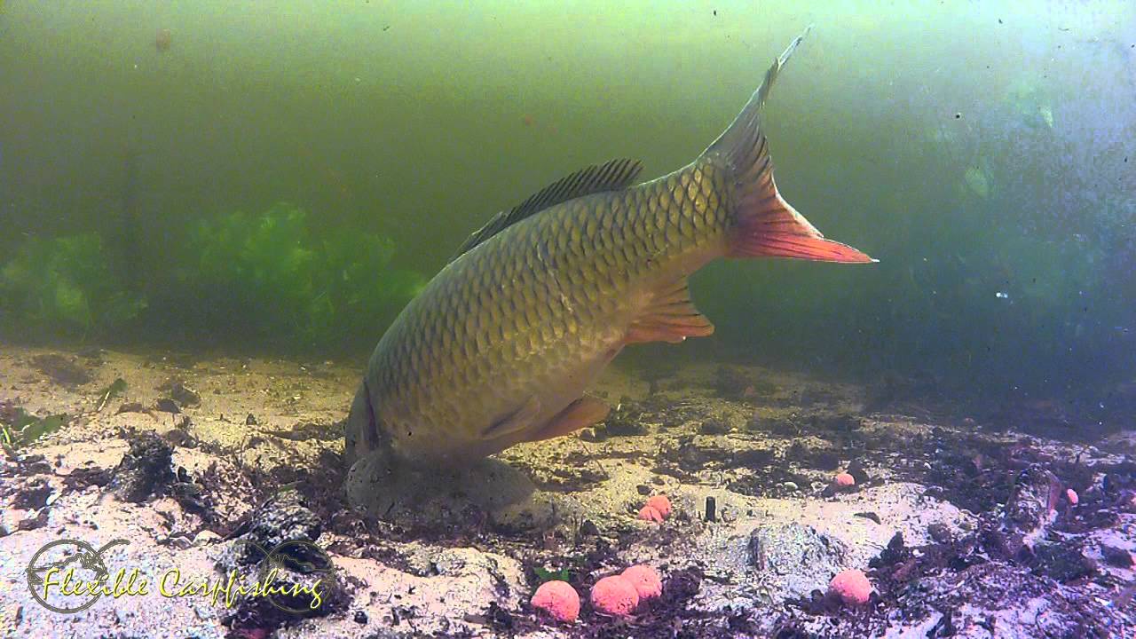 Complete Big Carp Drill underwater and above (HD)