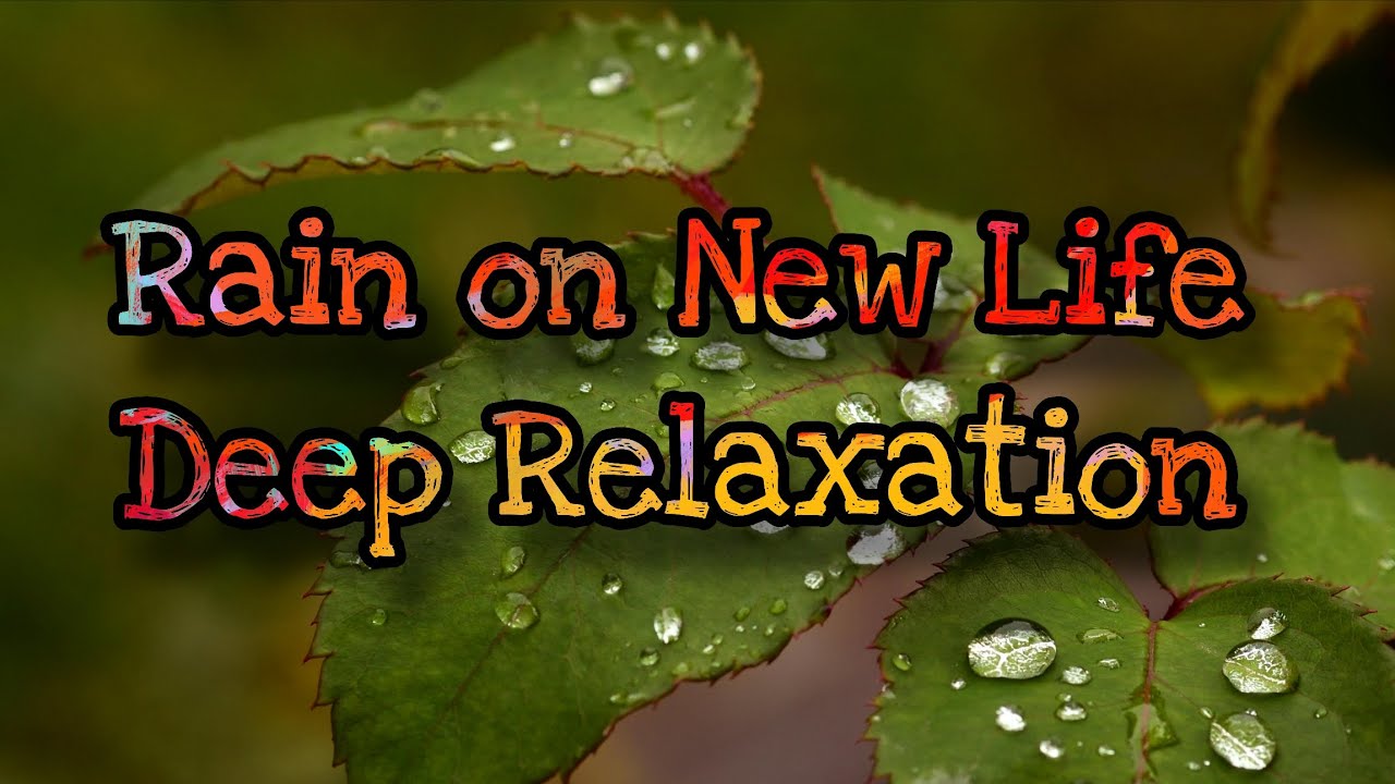 Gentle Rain on Small Plant 90 Minutes of Relaxing Nature Sounds for Sleep & Focus. 