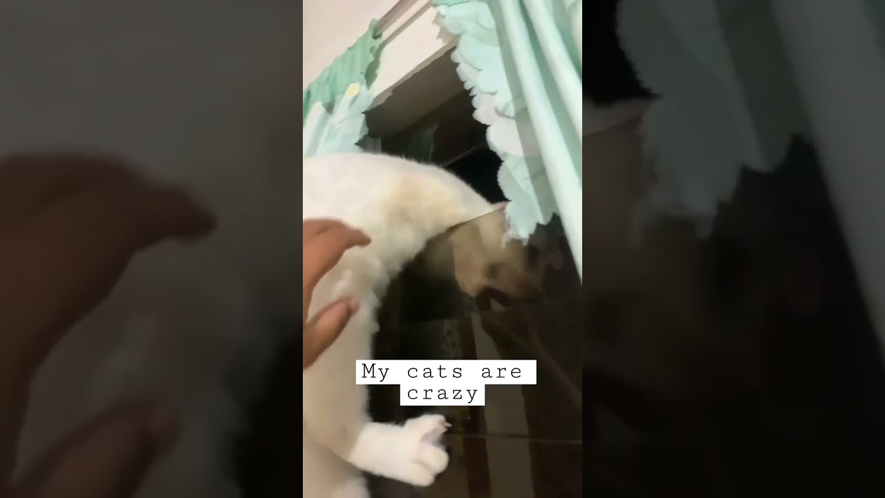 CATS CLIMBING SKILLS #shorts #cat #funnycats