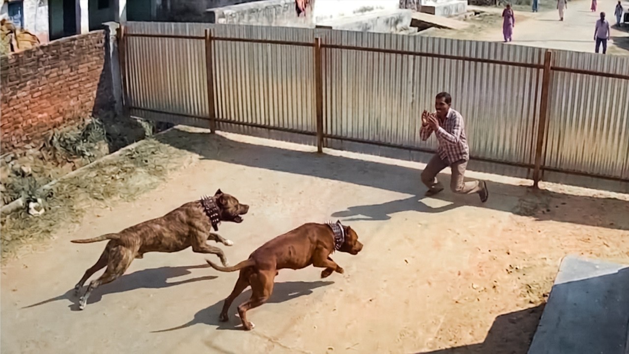 People Who Messed with the Wrong Guard Dogs