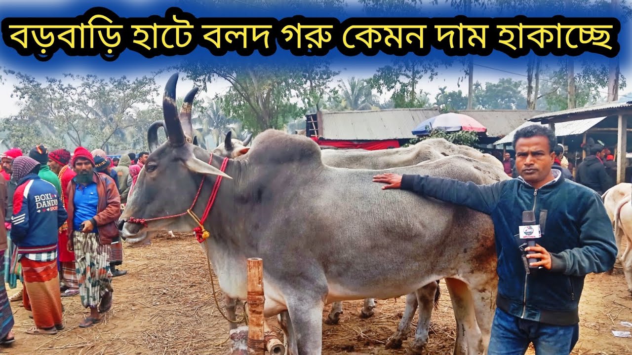 @২৪/১২/২৫,বর্ডার ক্রস ইন্ডিয়ান বলদ গরু কেমন দামে চাচ্ছে বড়বাড়ি হাটে ব্যাপারীরা দেখুন! 