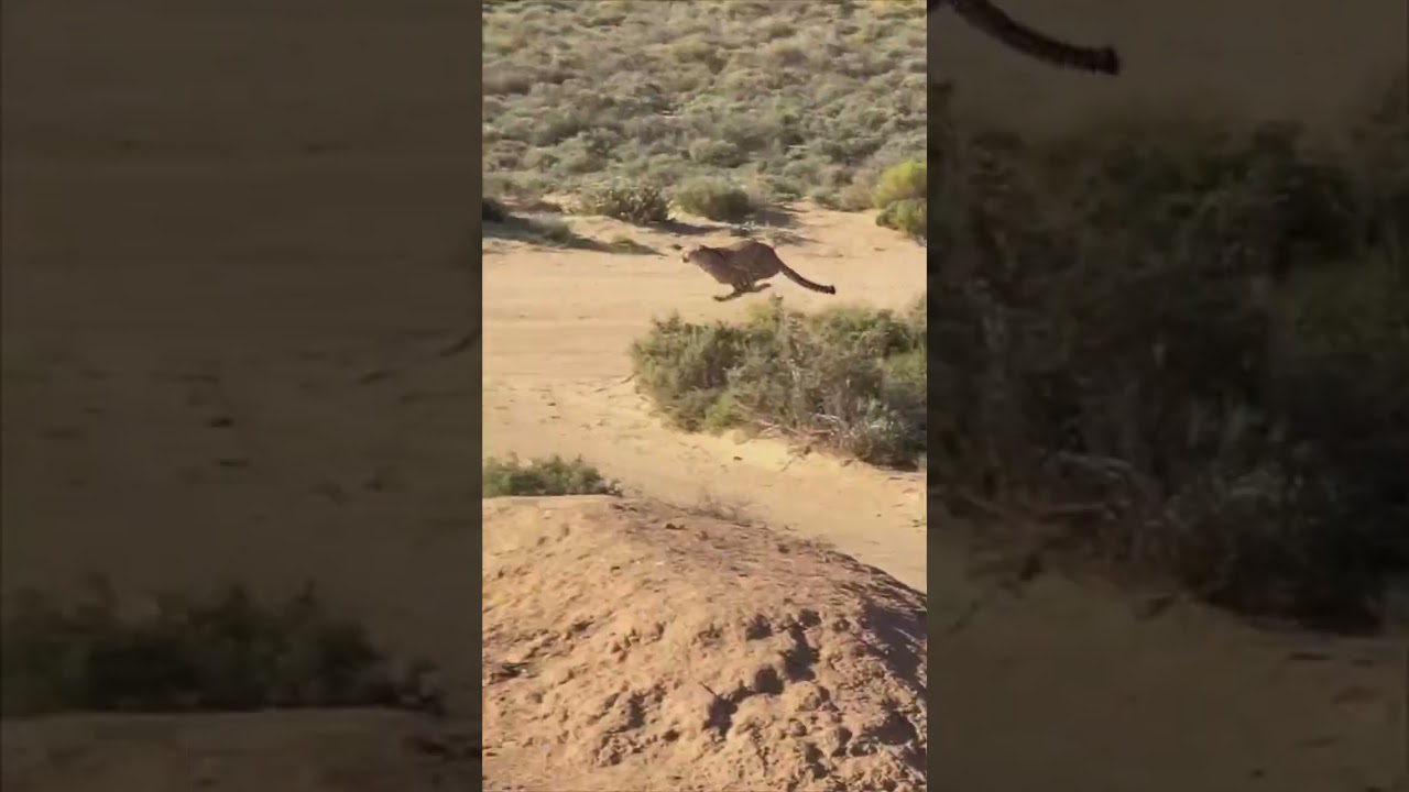 A Cheetah Hunting a Prey Viewed from a Far Distance during a Safari