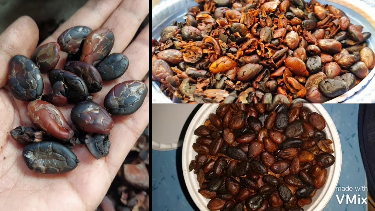 Proceso y elaboración de la manteca de cacao.🍃