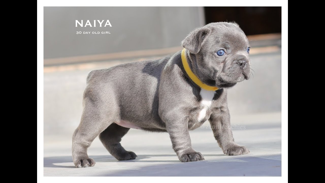 Introducing Naiya The Blue Frenchie!