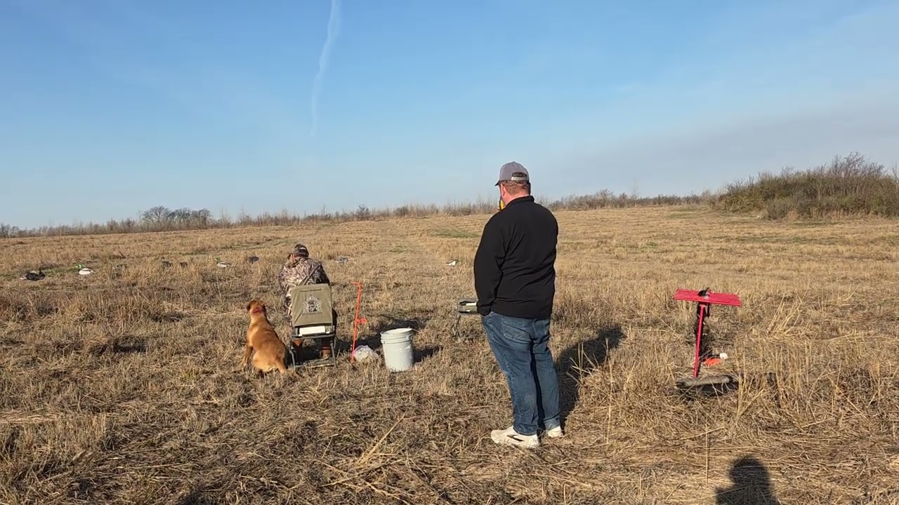 Train wreck at ice breaker #labrador #retrievertraining #hrc