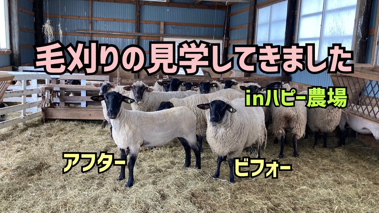 羊の毛刈りを見学してきました