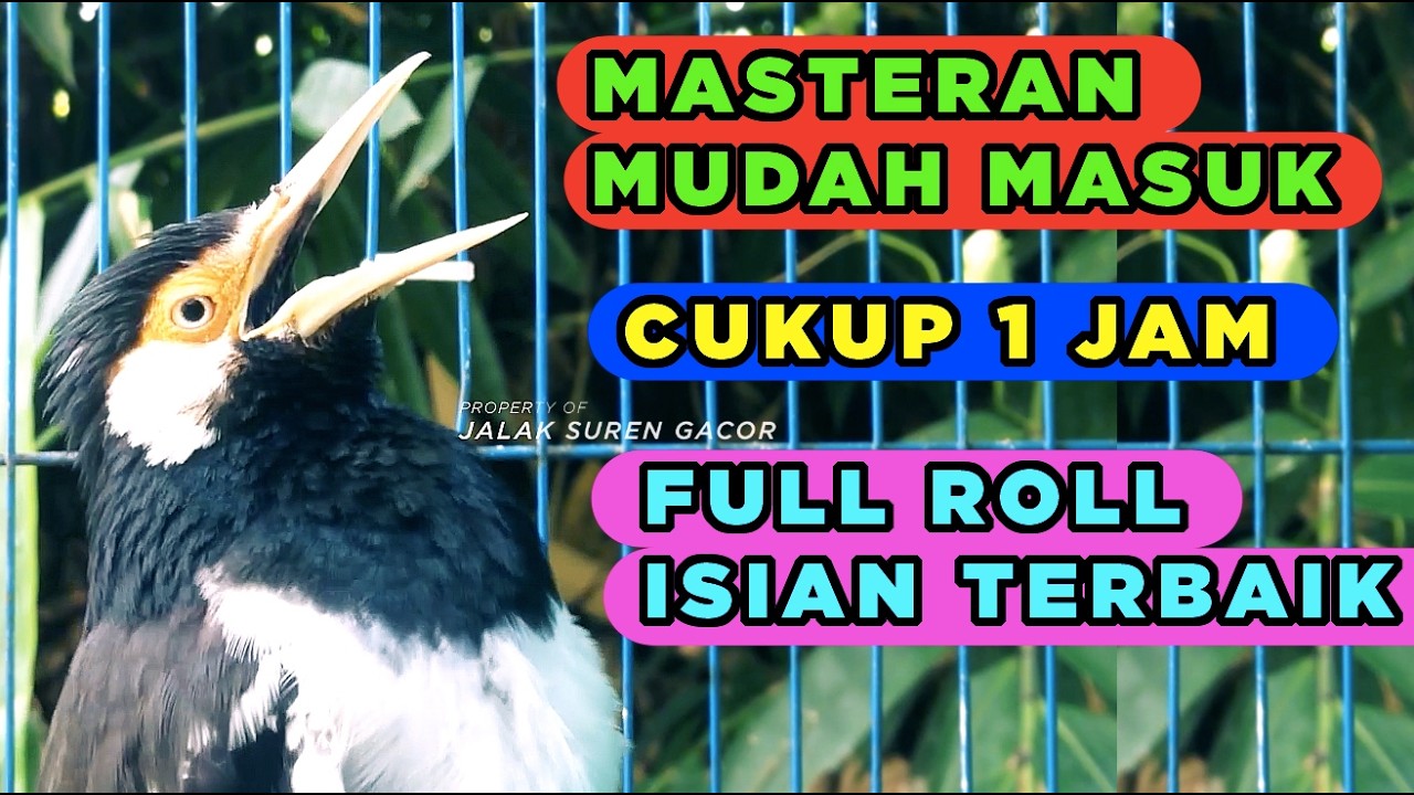 Burung Jalak Suren Isian Mewah Gacor Full Isian Tembakan Cililin Tengkek Buto