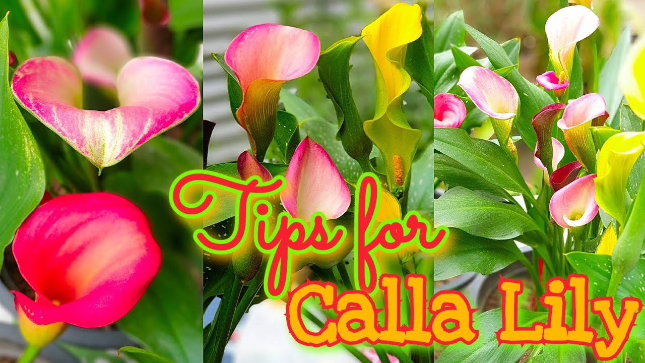 Tips for Calla Lilly