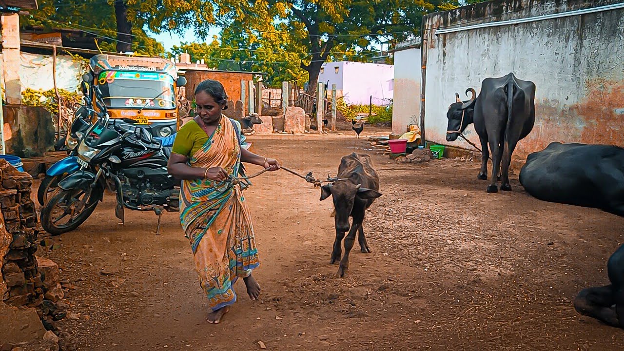 Buffalo Video day-13 Morning iam Milking by hand My Big Buffalo My Home ||Shobhamma||